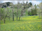 foto foto Paesaggi Collinari in Primavera